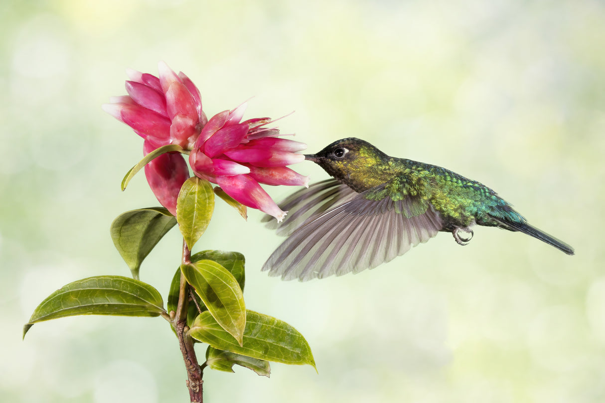 Hummingbird Delight Poster och Canvastavla