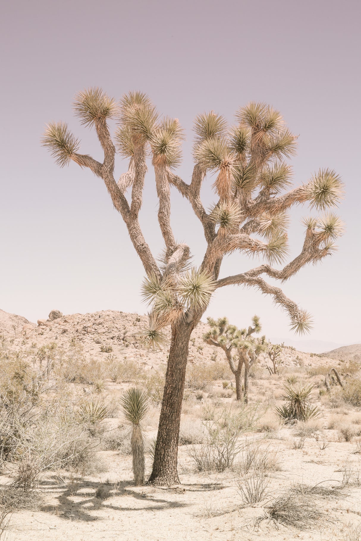 Joshua Tree Poster och Canvastavla