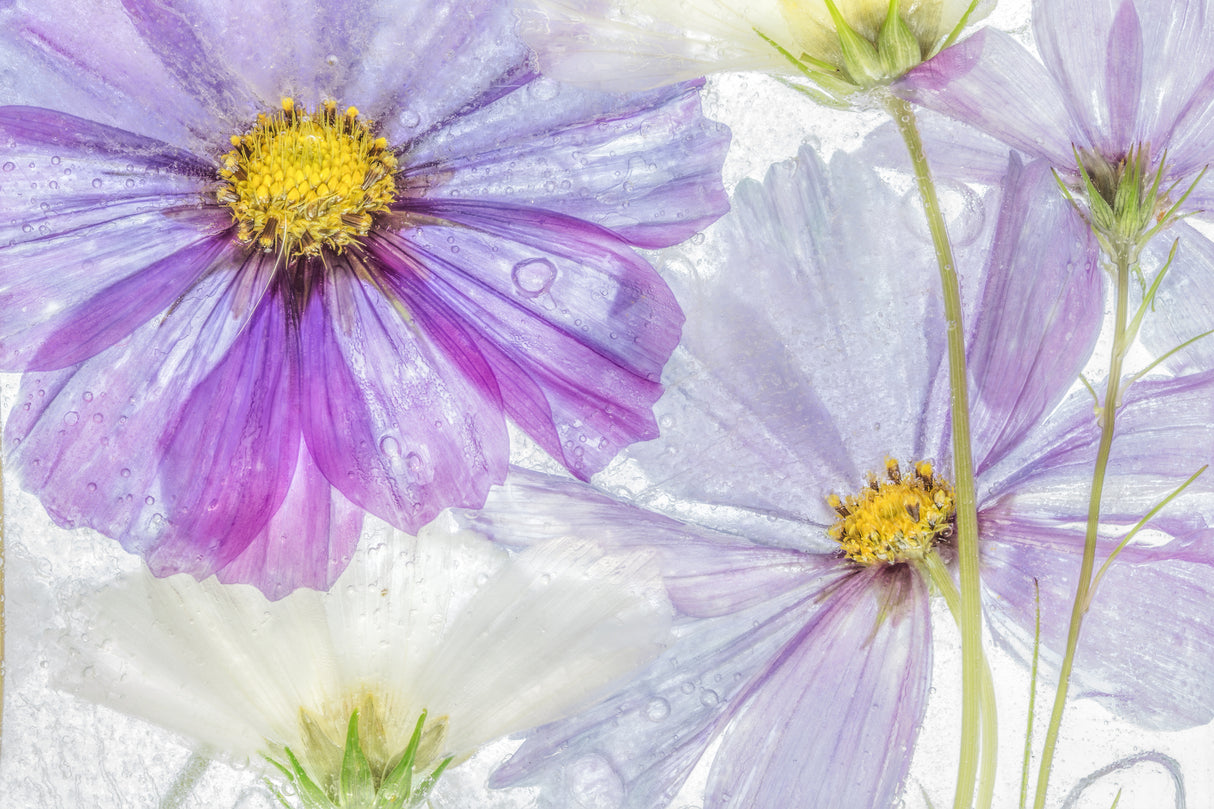Cosmos cool Poster och Canvastavla