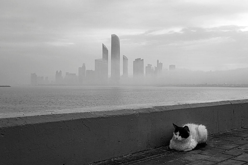 The cat in morning mood Poster och Canvastavla
