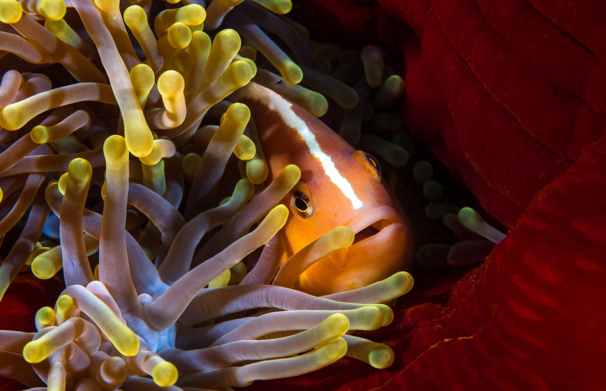 Skunk clownfish Poster och Canvastavla