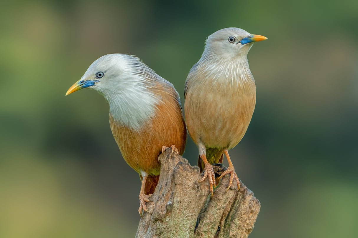 Love birds Poster och Canvastavla