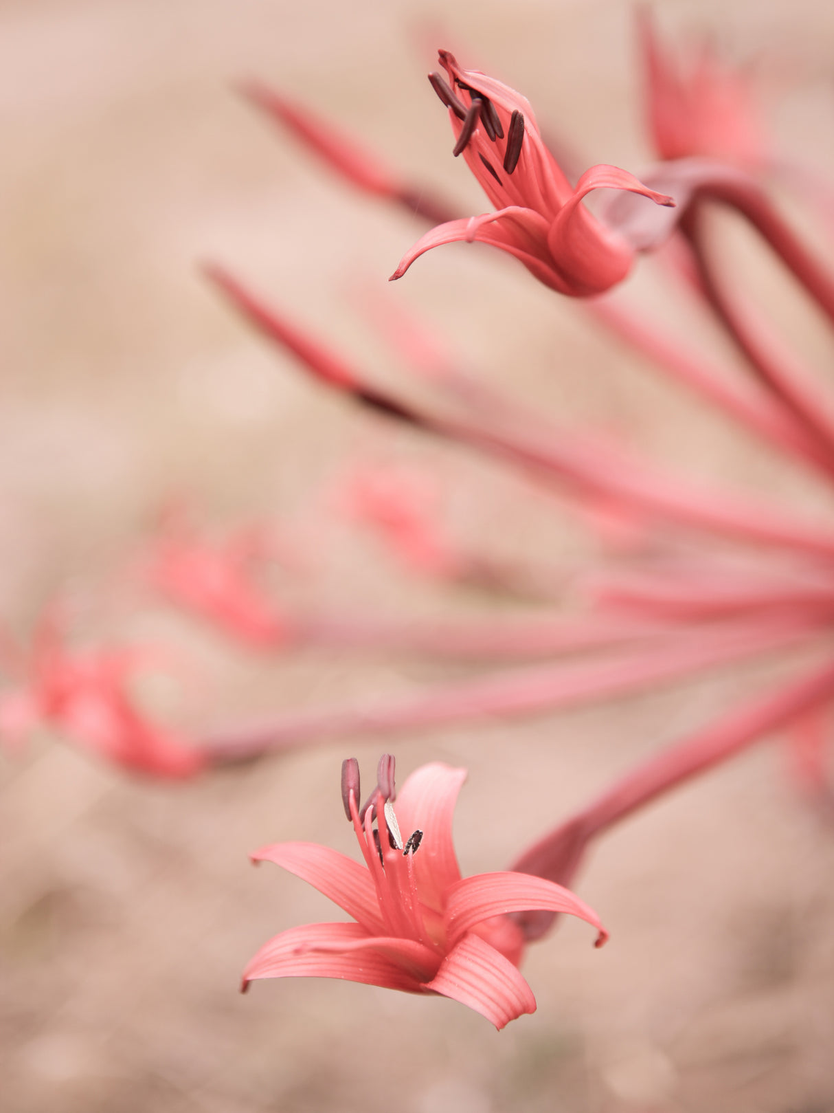 Fire Lilly No2 Poster och Canvastavla