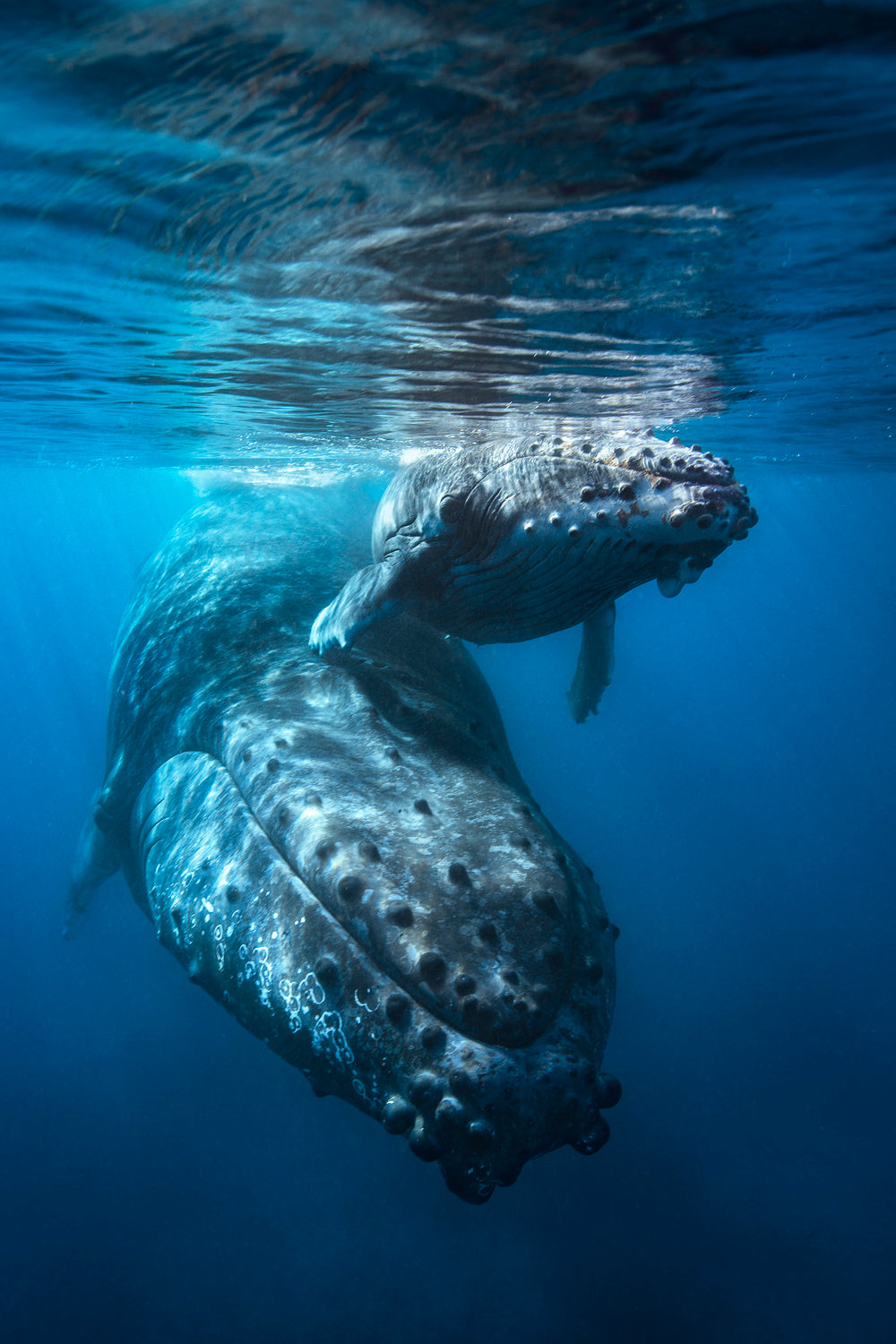 Giant of the sea!!! Poster och Canvastavla