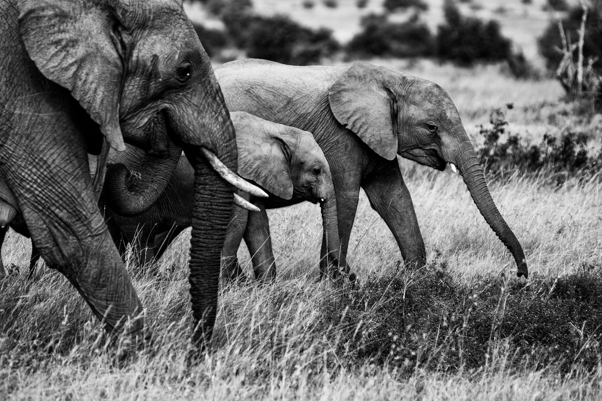 Elephant family Poster och Canvastavla