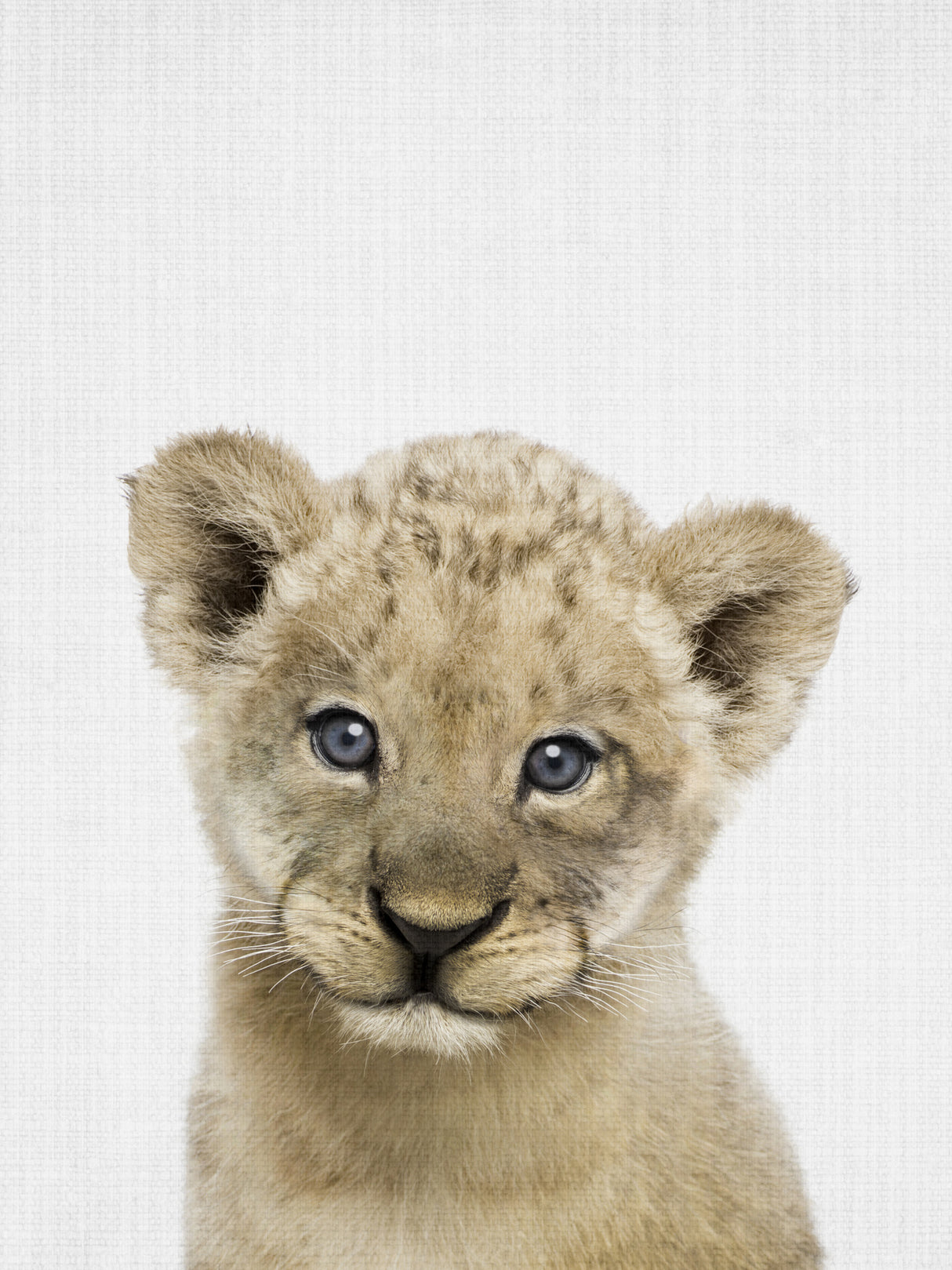 Peekaboo Baby Lion Poster och Canvastavla