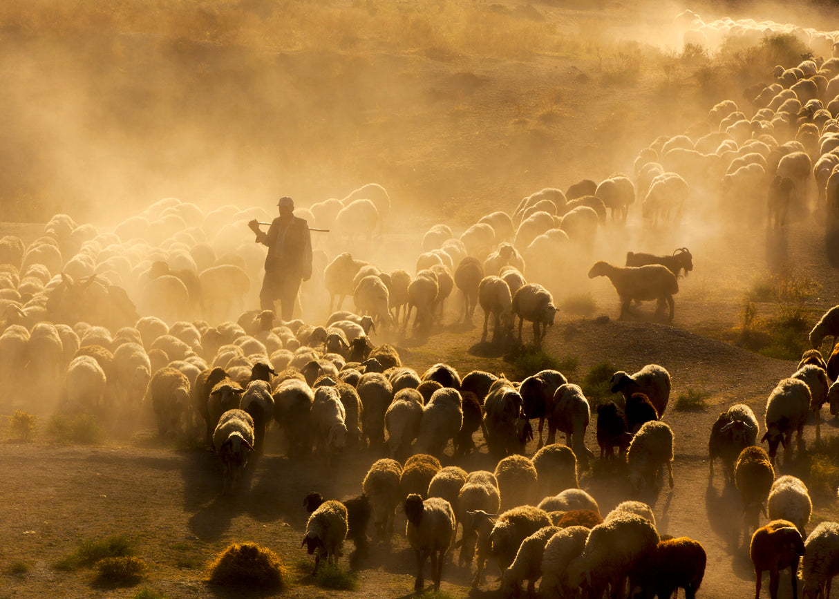 shep herd Poster och Canvastavla