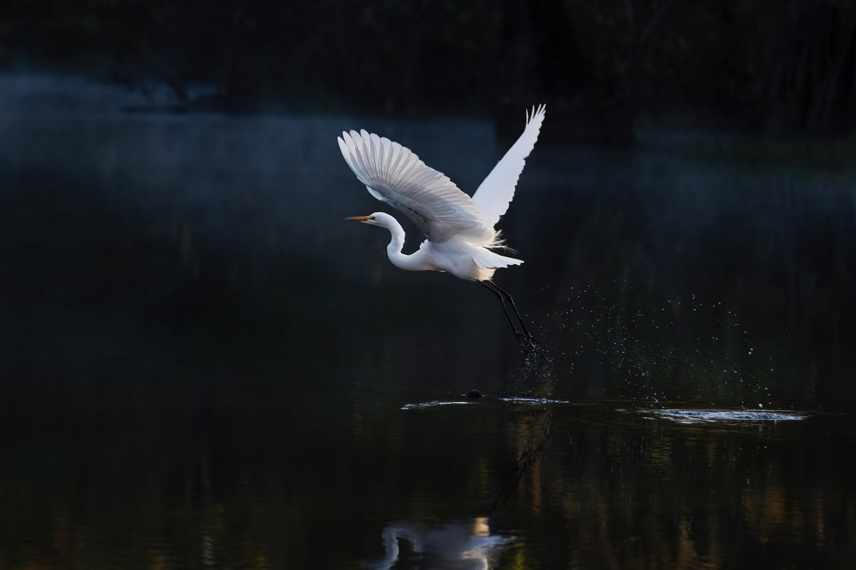 Tranquil Poster och Canvastavla