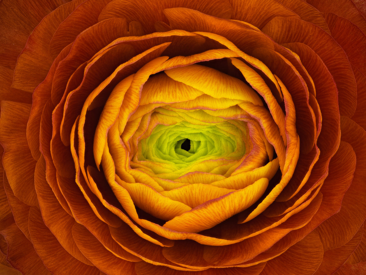 Ranunculus asiaticus Poster och Canvastavla