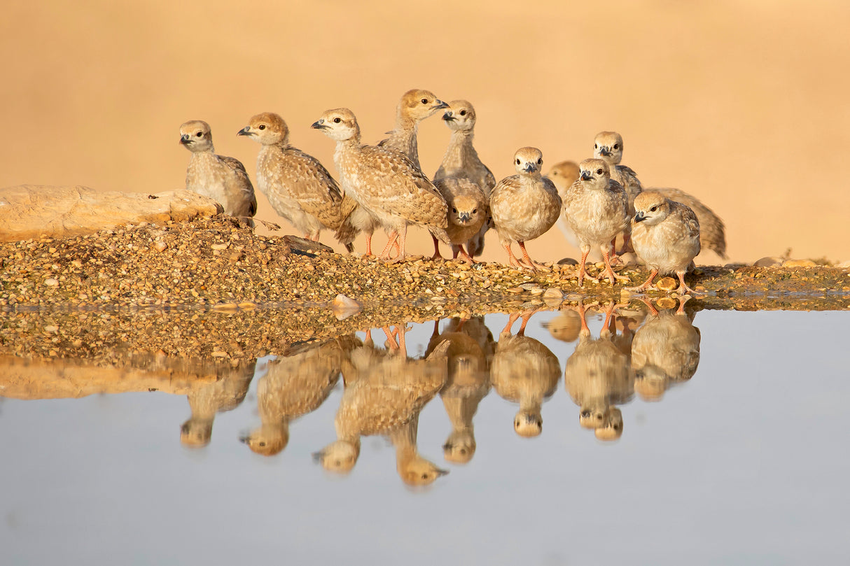 Chukar , Juveniles Poster och Canvastavla