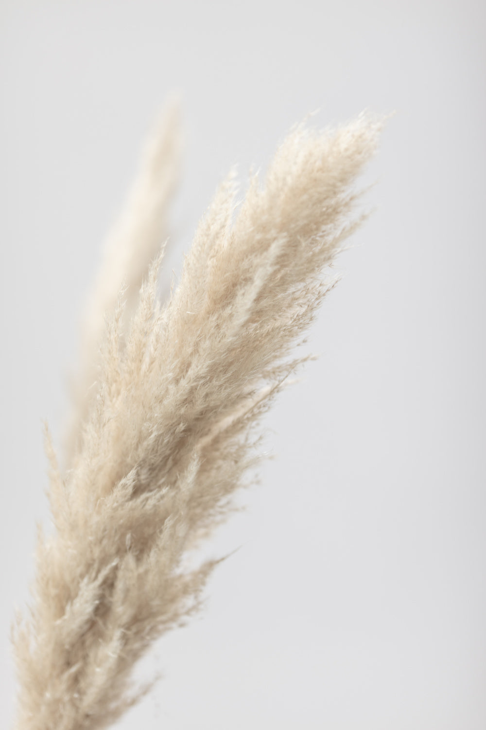 Pampas Grass Grey 07 Poster och Canvastavla