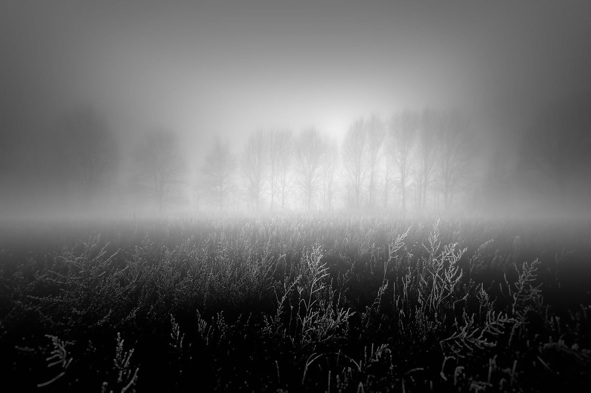 Misty row Poster och Canvastavla
