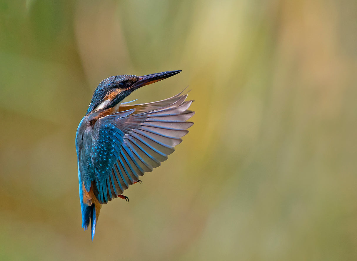 Common Kingfisher Poster och Canvastavla