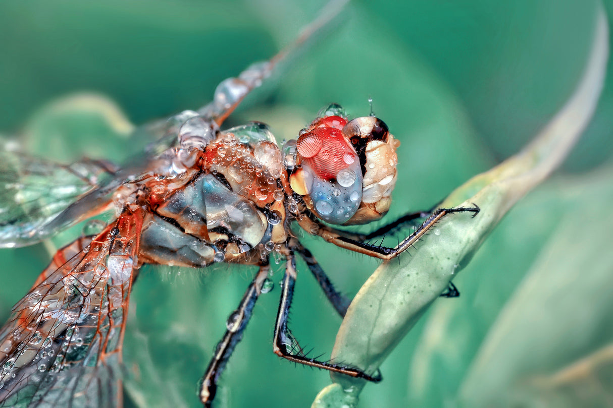 DRAGONFLY Poster och Canvastavla