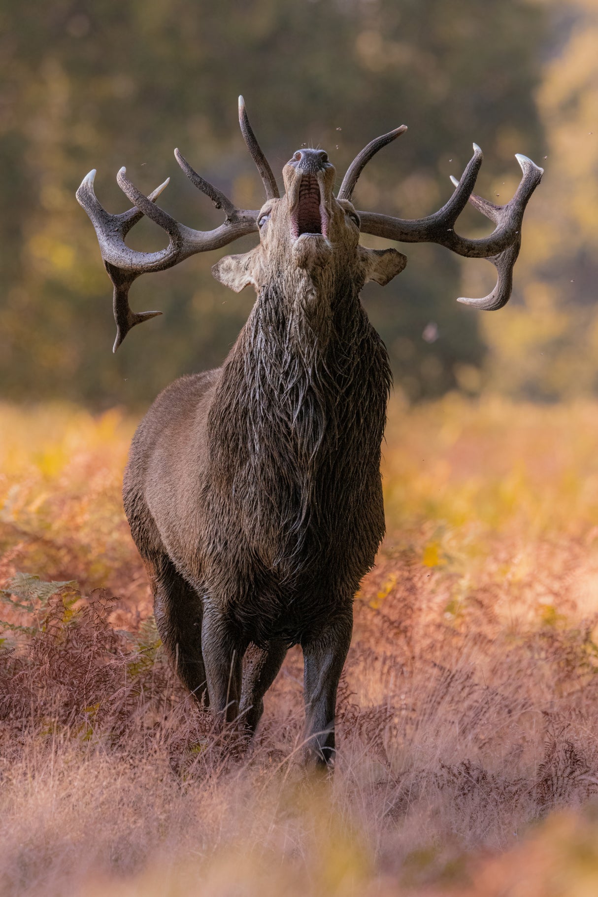The stag roaring Poster och Canvastavla