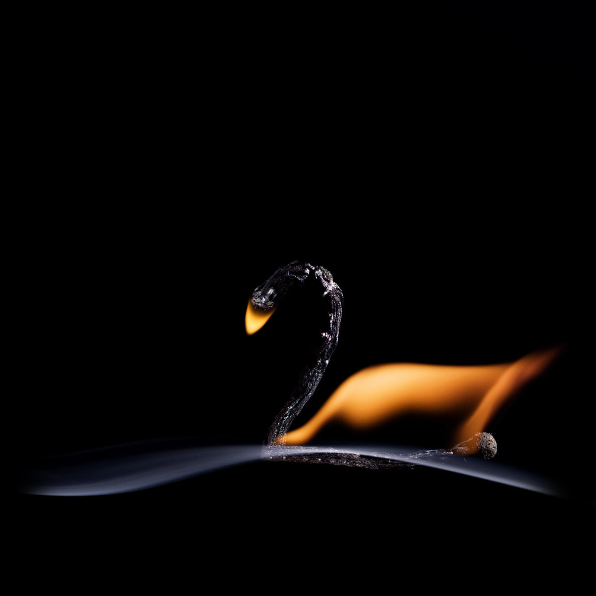 The Swan Poster och Canvastavla