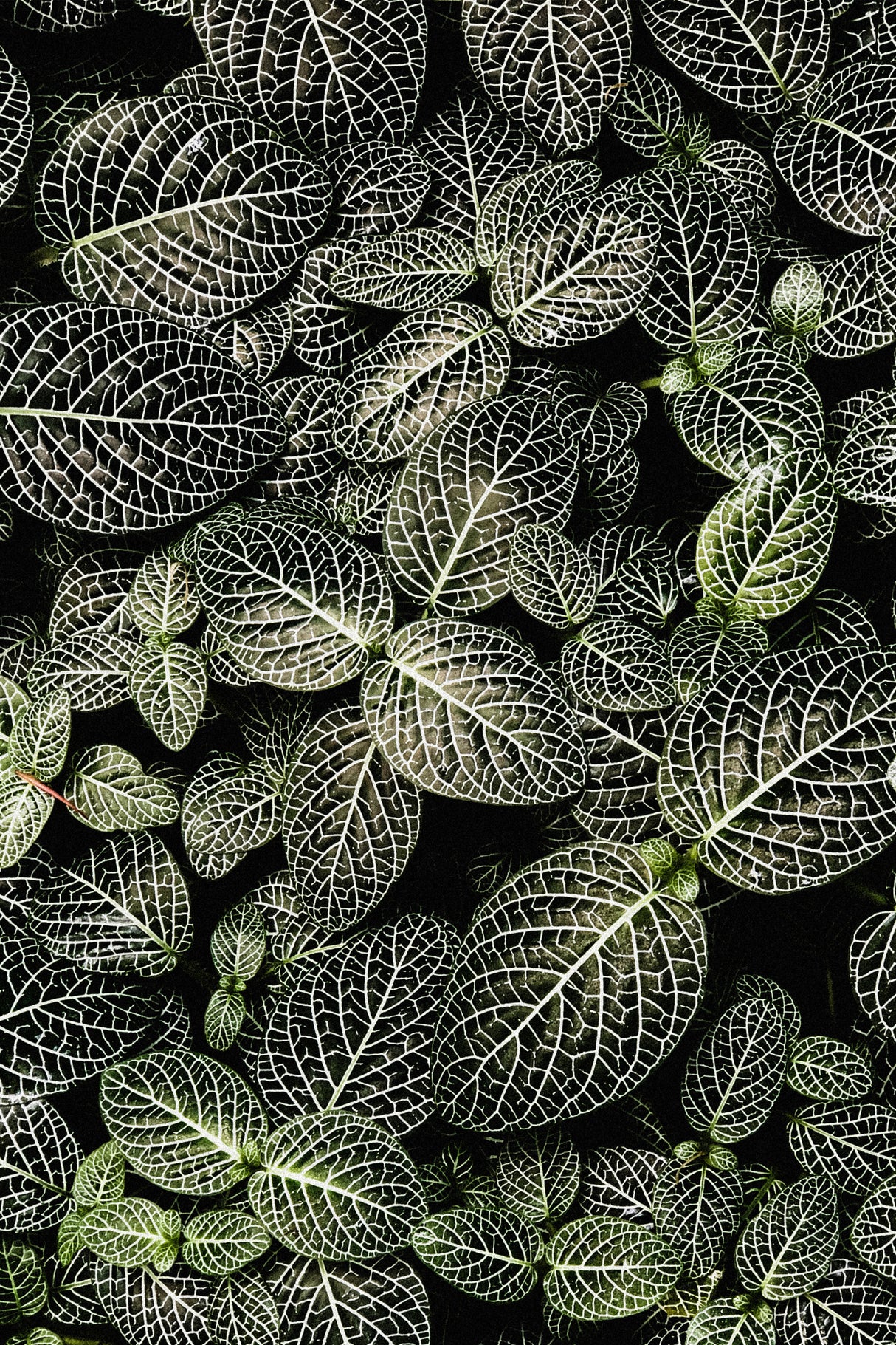 Fittonia Poster och Canvastavla