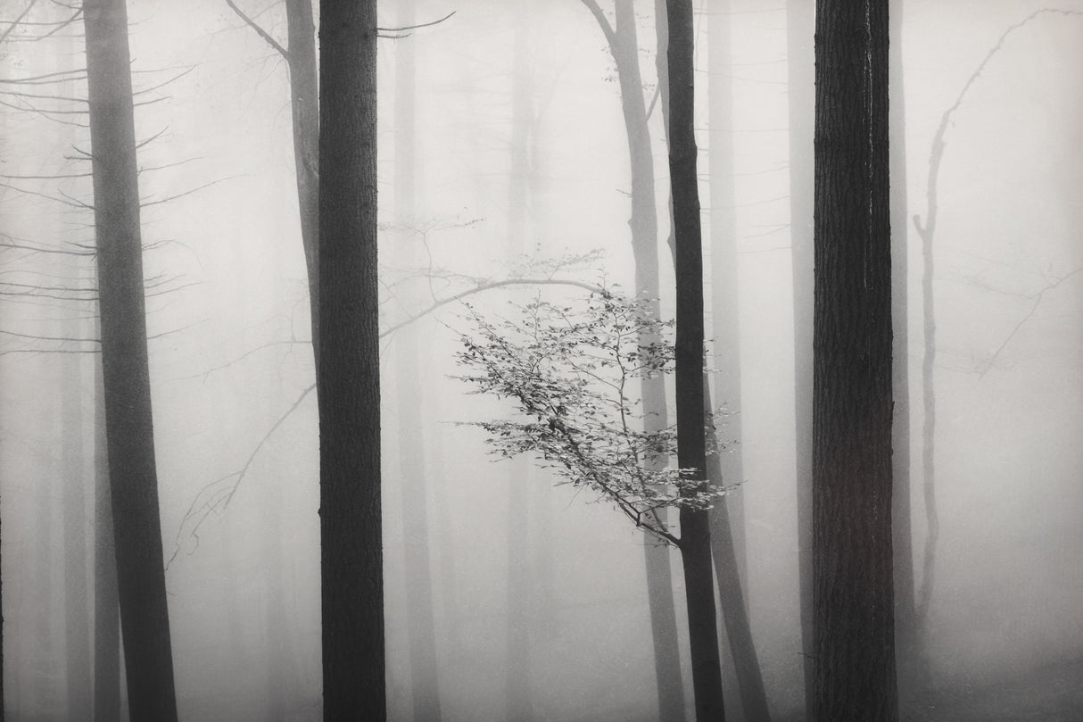 The Golden Bough Poster och Canvastavla