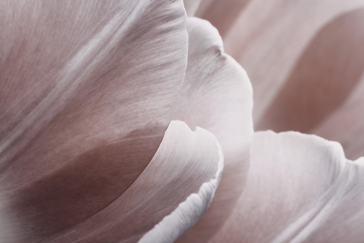 Pink Macro Flower Photo 1 Poster och Canvastavla