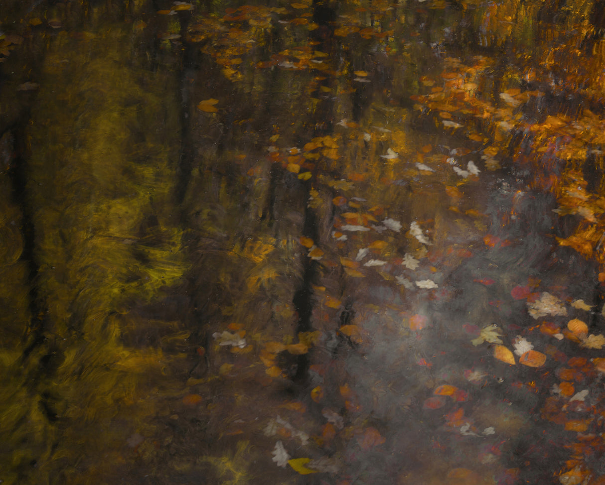 Autumn impression Poster och Canvastavla