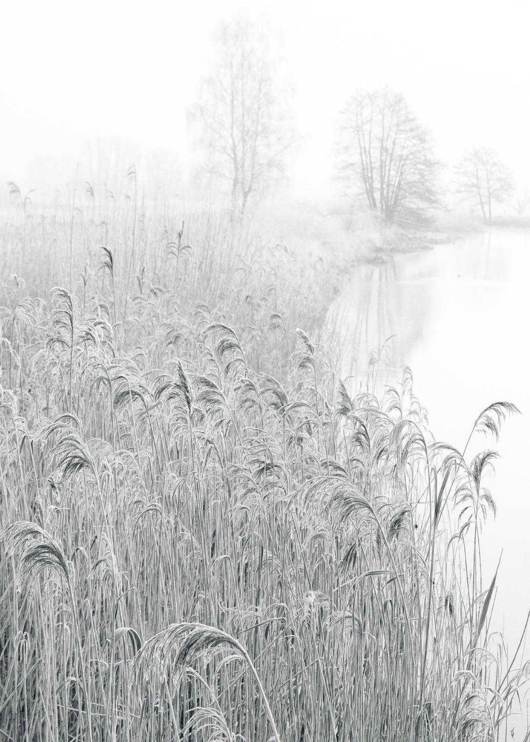Reed area snow Poster och Canvastavla