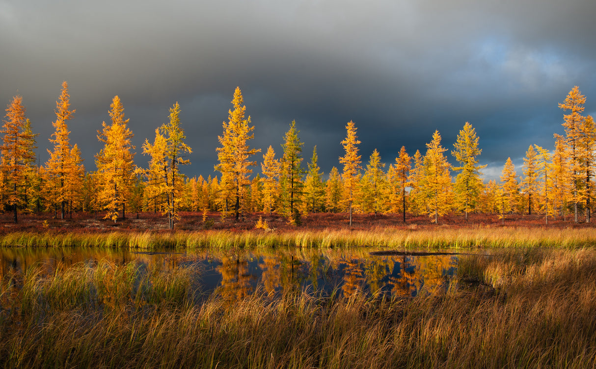 Siberian fall Poster och Canvastavla