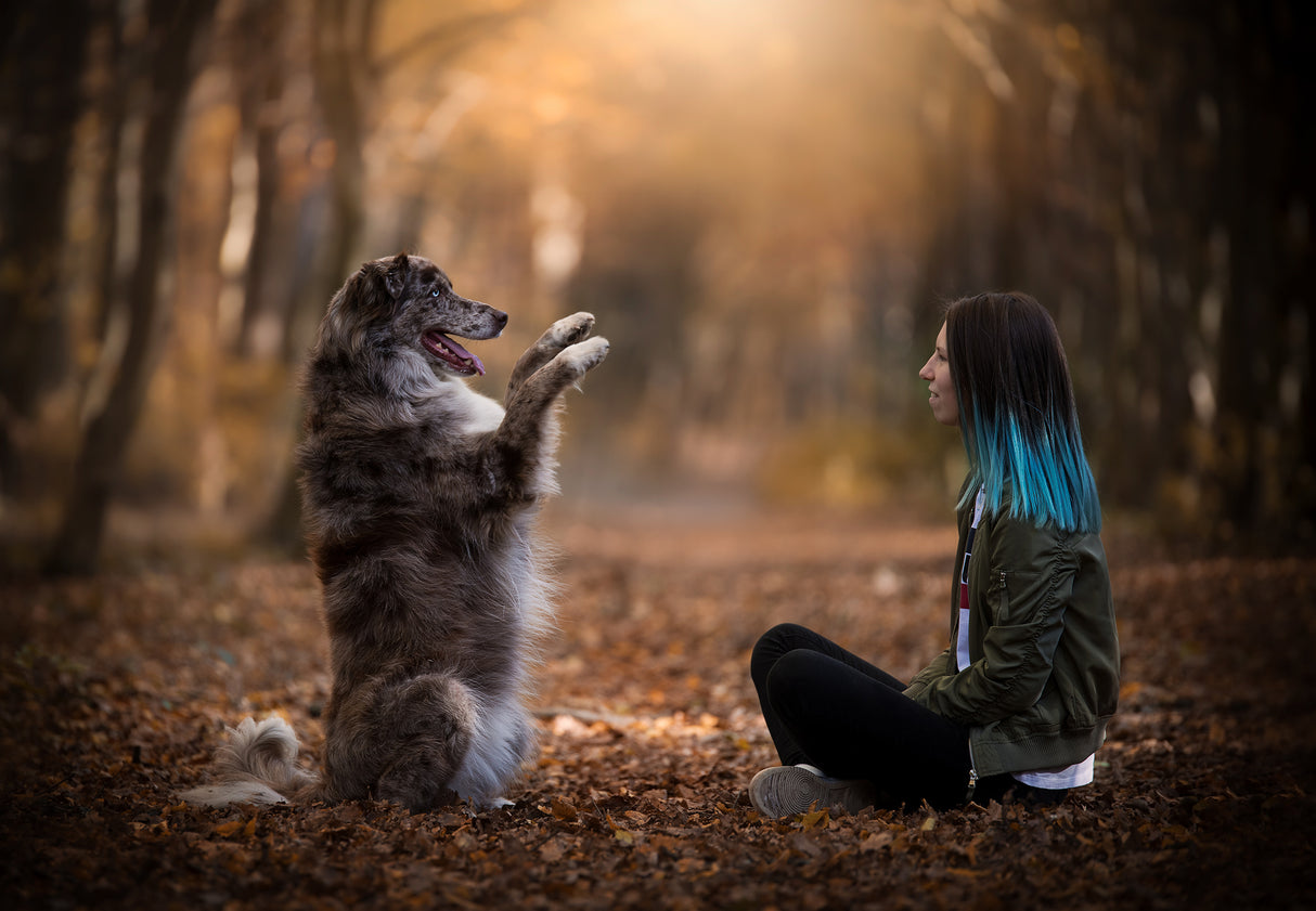 “Dogs do speak, but only to those who know how to listen.” Poster och Canvastavla