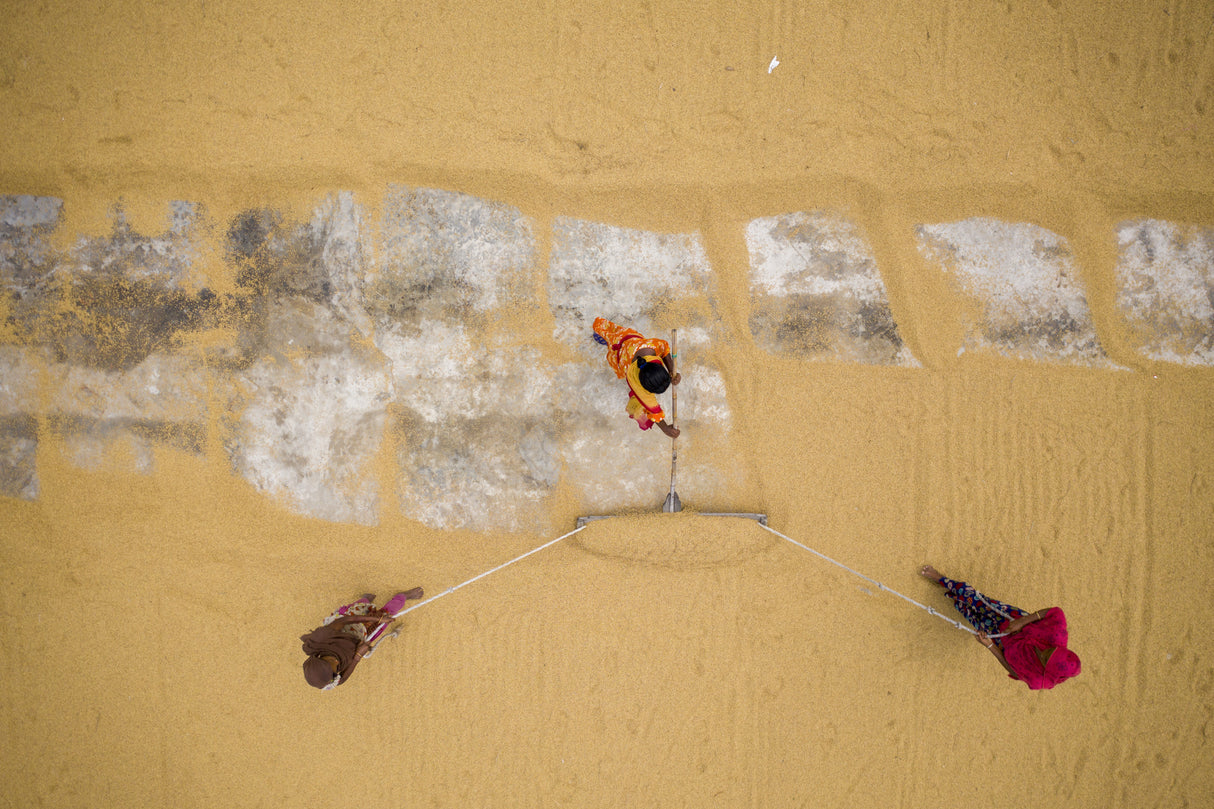 In the old System,The workers are working to dry the paddy in the sun Poster och Canvastavla