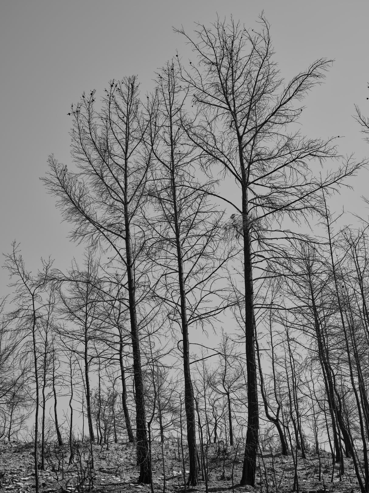 burnt trees and sky background Poster och Canvastavla