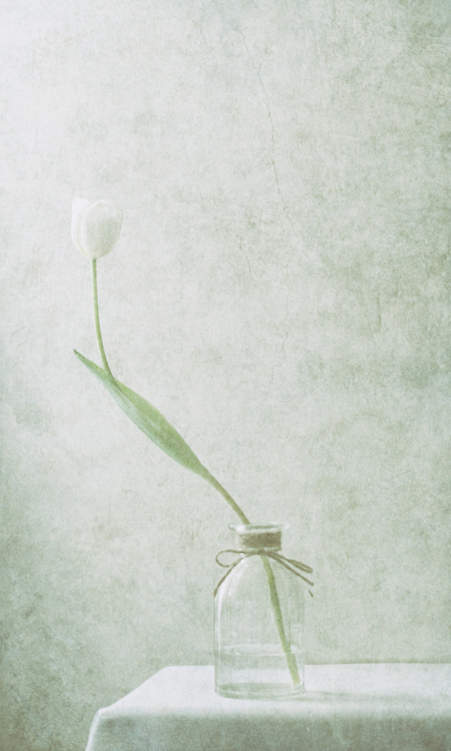 Ephemeral White (2) Poster och Canvastavla
