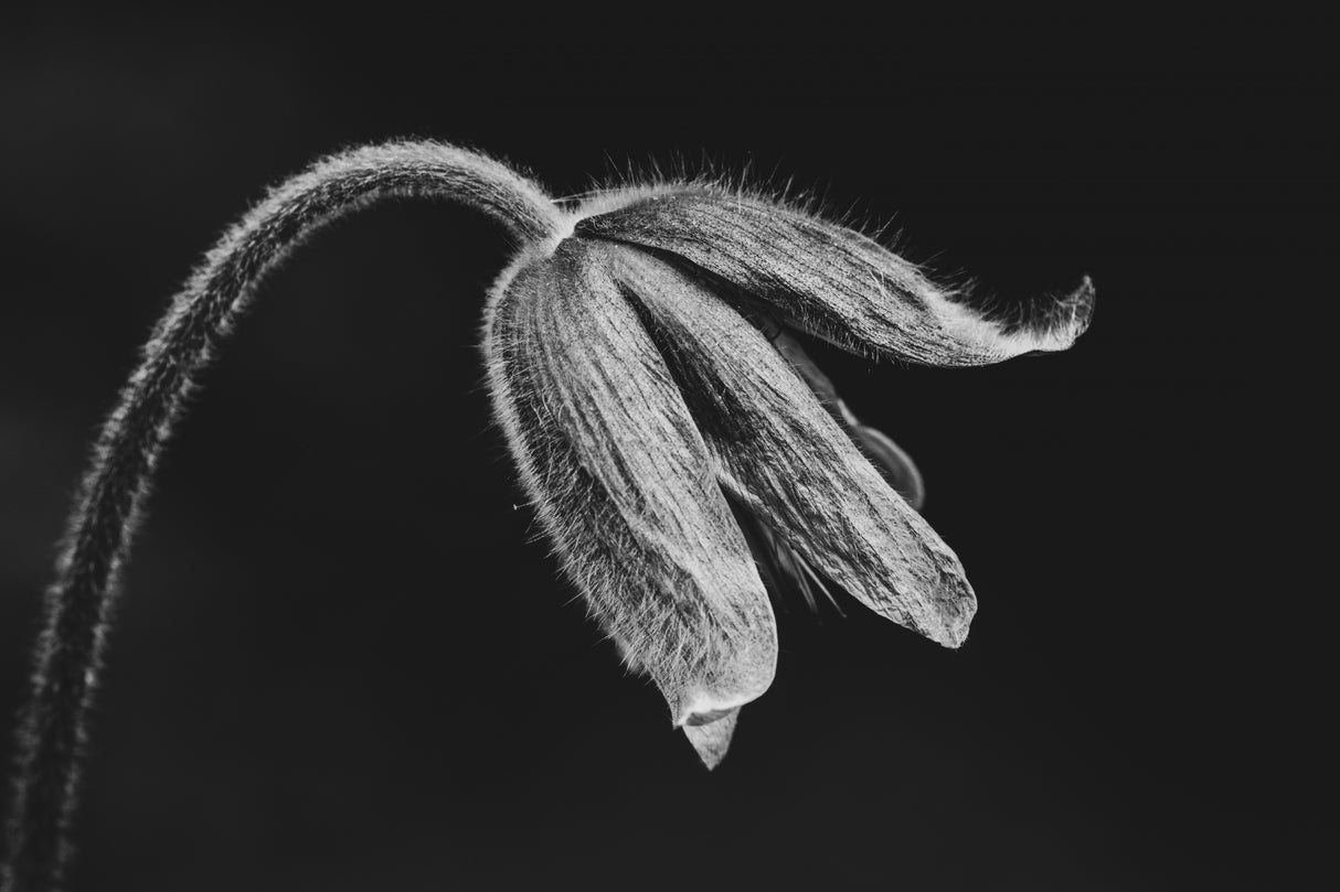wildmans herb Poster och Canvastavla