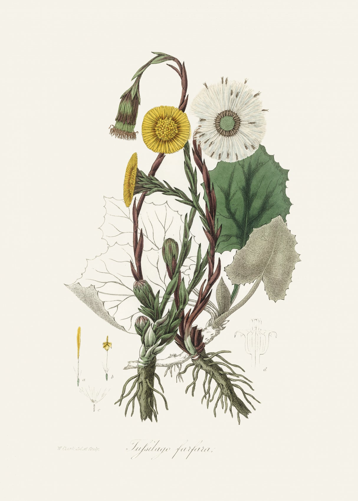 Coltsfoot (tussilago Farfara) Medical Botany Poster och Canvastavla