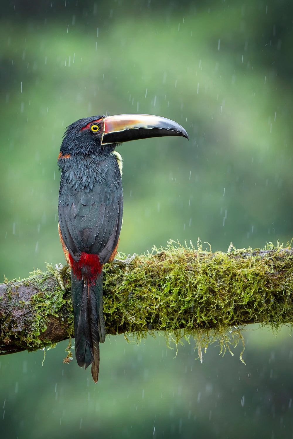 Rain Drops .... Poster och Canvastavla