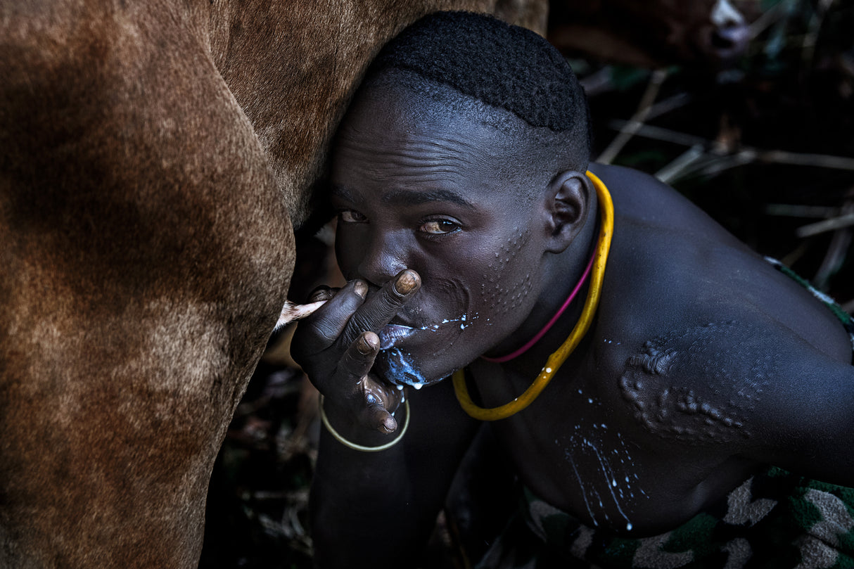 Drinking milk from the cow's udder. Poster och Canvastavla