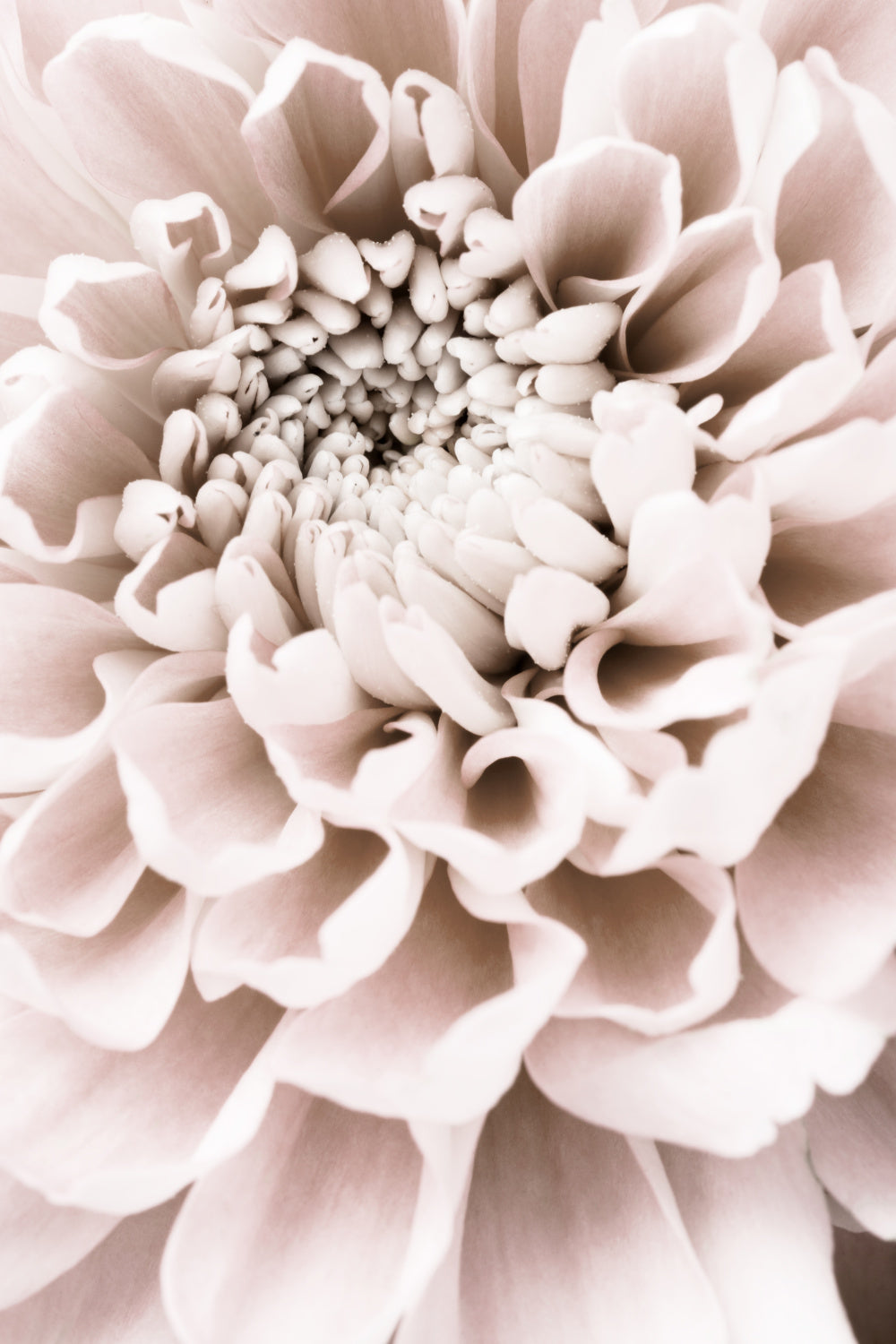 Chrysanthemum No 01 Poster och Canvastavla