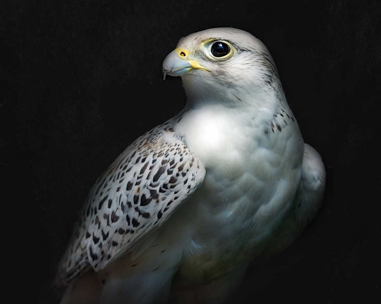 Gyrfalcon portrait II Poster och Canvastavla