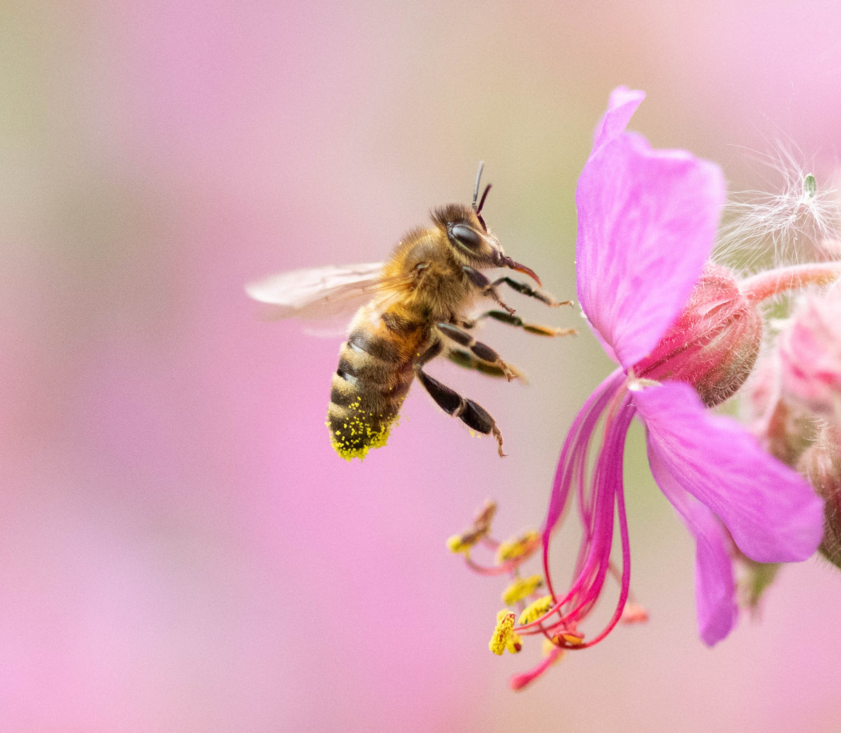 Honey Bee Poster och Canvastavla