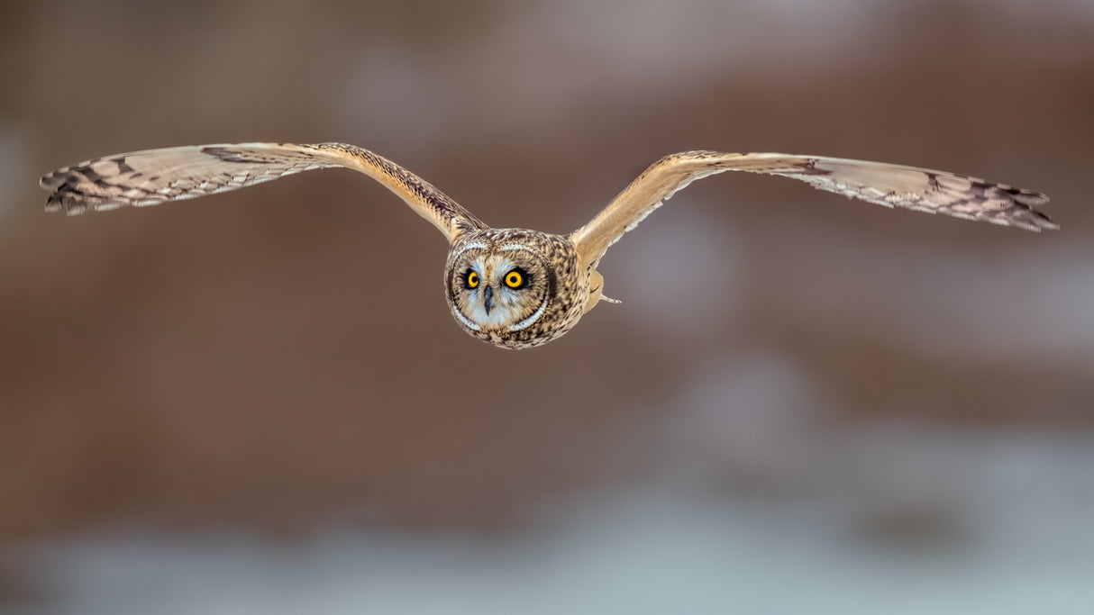 Short Ear Owl in Flight Poster och Canvastavla