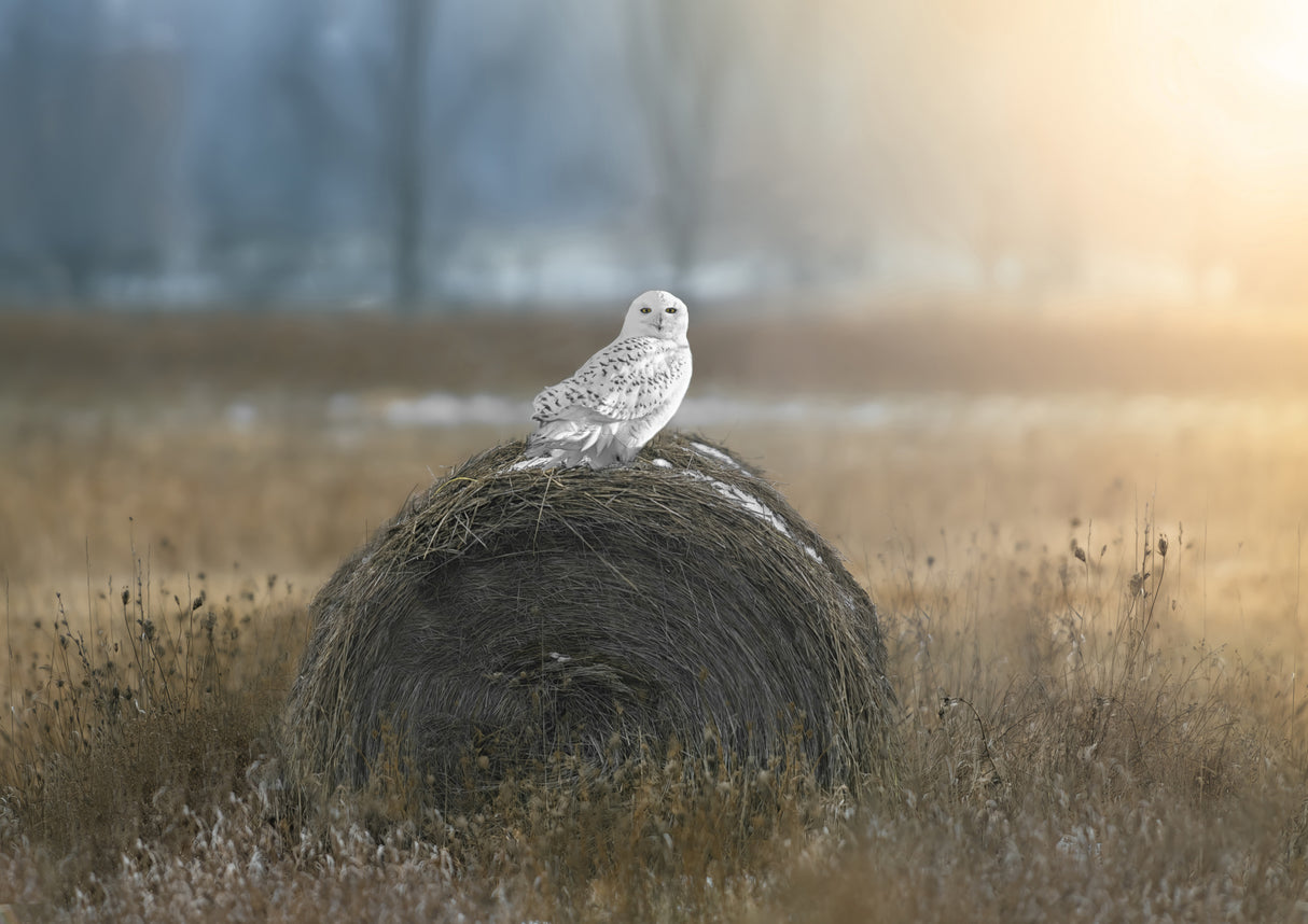 Snowy Owl Poster och Canvastavla
