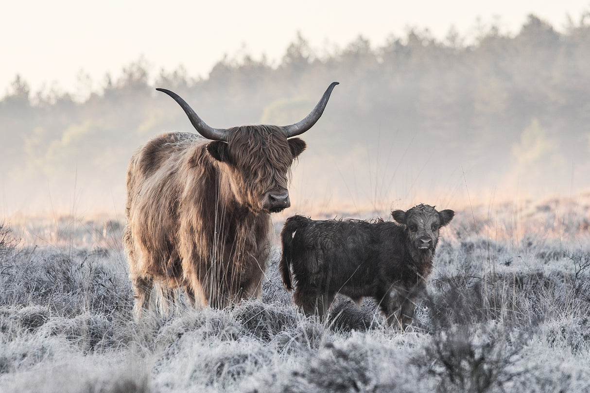 Highlander and Calf Poster och Canvastavla