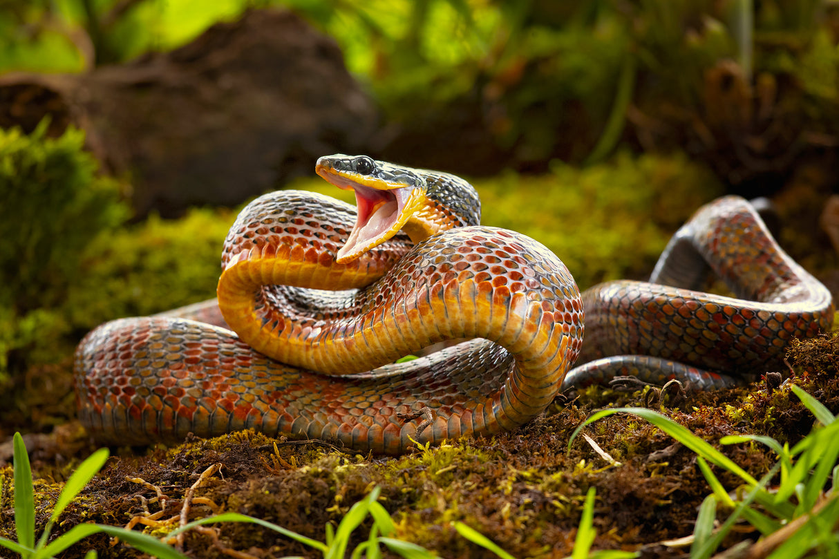 Puffing snake Poster och Canvastavla