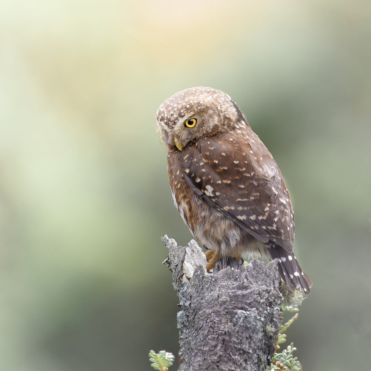 Andean Pygmy-Owl Poster och Canvastavla