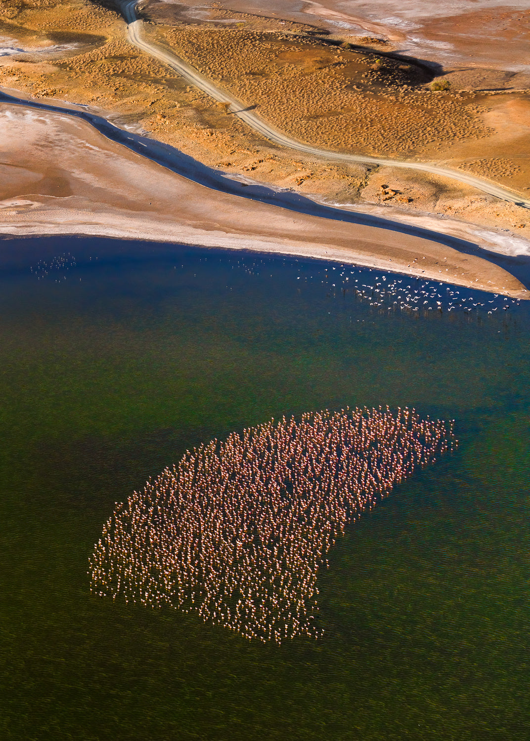 Flamingos on the Lake Poster och Canvastavla