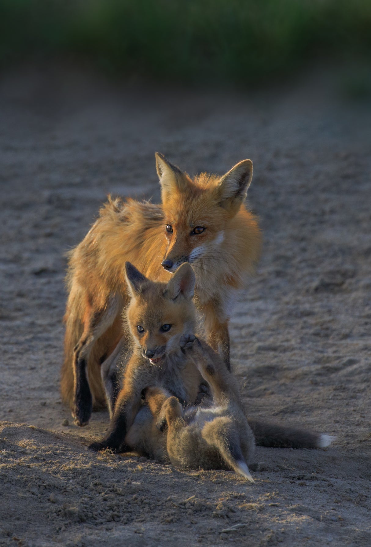Fox Mother and Cub Poster och Canvastavla