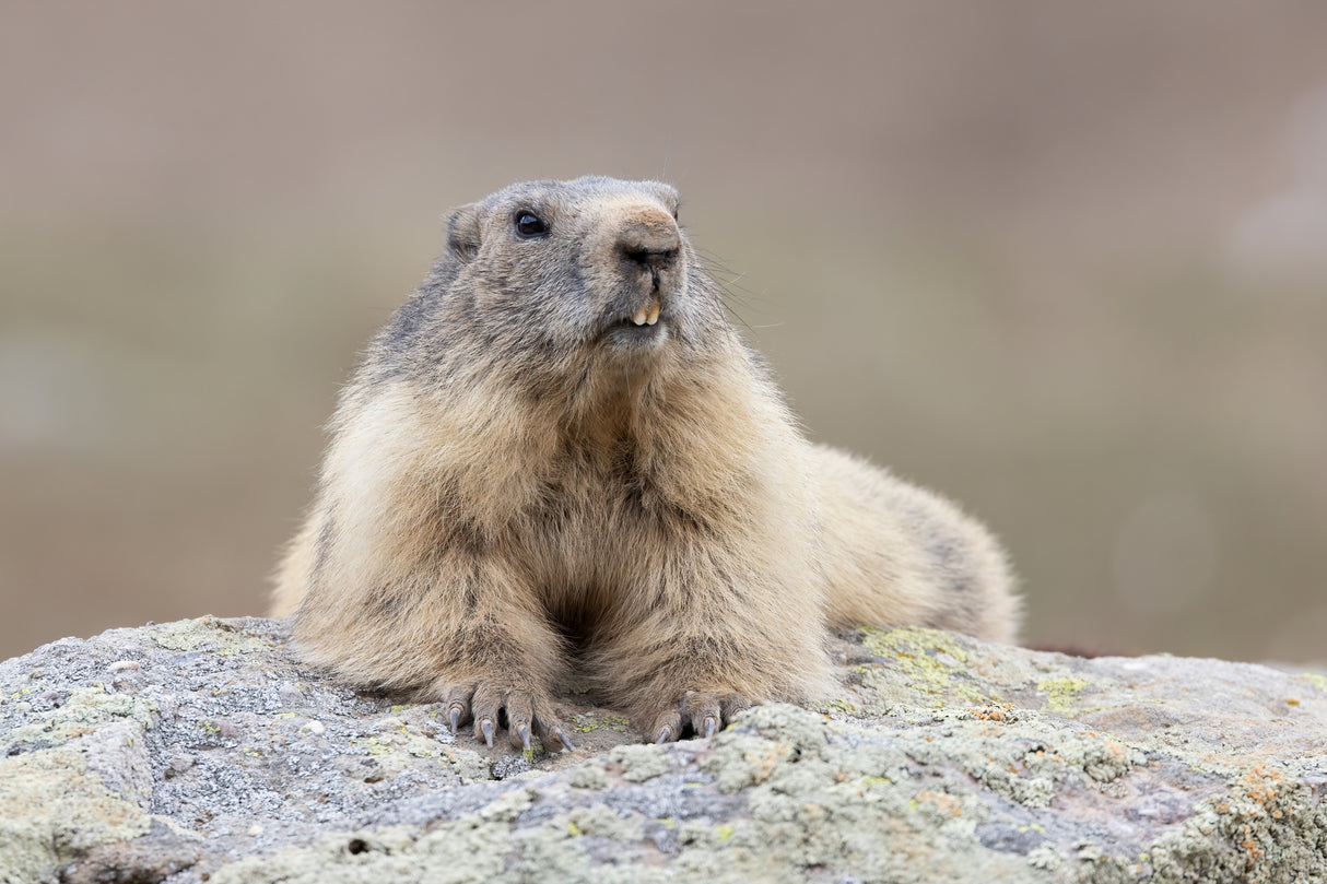 Marmot Poster och Canvastavla