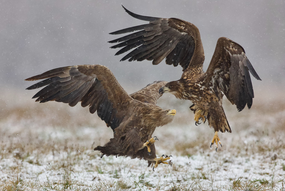 Eagle fights Poster och Canvastavla