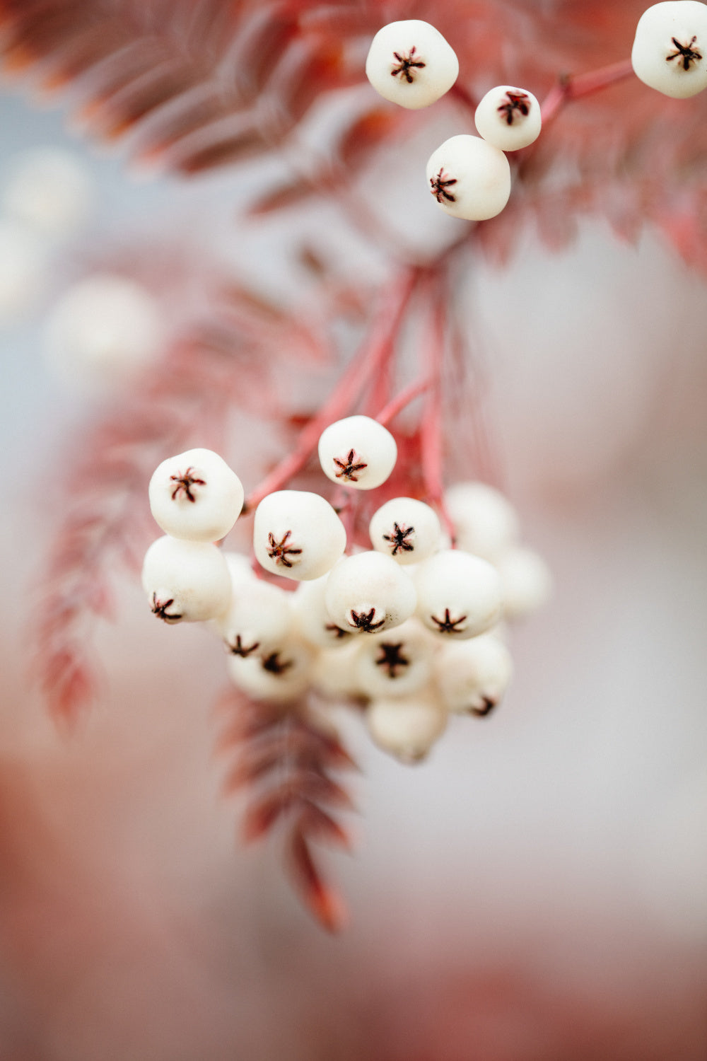 Berries on a twig Poster och Canvastavla