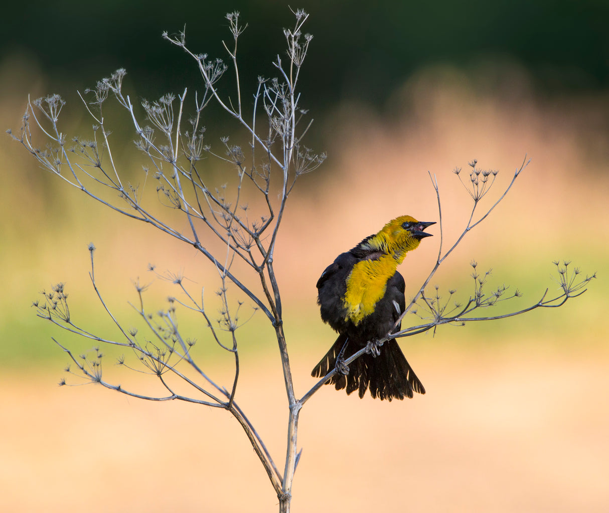 Yellow-headed Blackbird, Xanthocephalus xanthocephalus Poster och Canvastavla