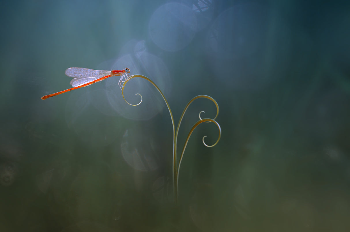 Damselfly Poster och Canvastavla