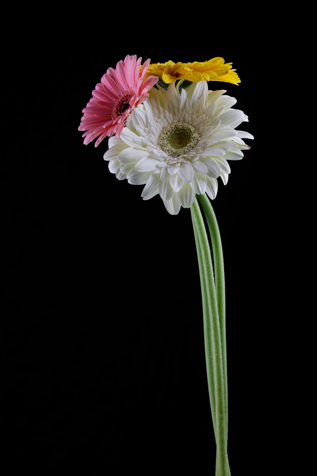 beautiful flower in front of black background Poster och Canvastavla